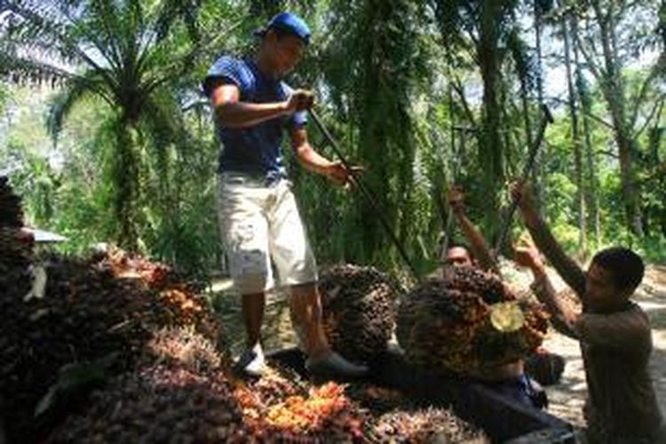 Ilustrasi: Pekerja mengangkut biji tandan buah segar kelapa sawit ke atas truk usai dipanen di Desa Talun Kenas, Deliserdang, Sumut, beberapa waktu lalu.