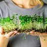 Microgreen, Sayuran Mini dengan Manfaat Maxi