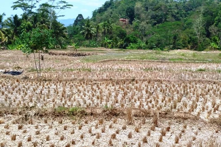 Low-Cost Substantial Rice Fields, An Innovation That Could Disrupt the Chemical Fertilizer Business