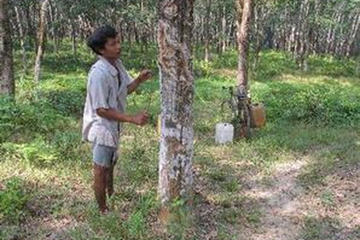 Andi, petani karet Desa Rejodadi, Kecamatan Banyuasin III, Banyuasin, sedang mengamati pohon karetnya yang sudah berusia 20 tahun dan produktifitasnya sudah menurun.