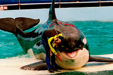 Hidup di Penangkaran 50 Tahun, Orca bernama Lolita Dibebaskan