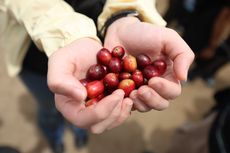 Petani di Sumatera Utara Ini Sukses Hidupi Keluarga dari Kopi, Raup Rp 46 Juta Sekali Panen