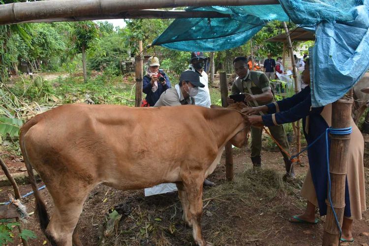 Petugas kesehatan hewan dari DKP2P Kabupaten Tuban, Jawa Timur, melakukan penyuntikan vaksin PMK pada hewan ternak warga, Rabu (29/6/2022).