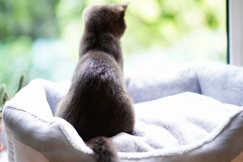 Apakah Kucing Peliharaan Rindu Pemiliknya Ketika Ditinggal Pergi?