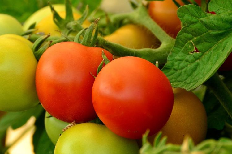 Ilustrasi tanaman tomat.