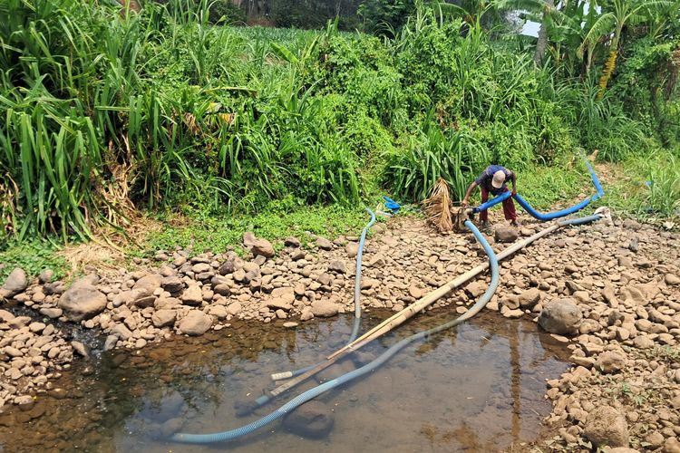Kekeringan Melanda Sawah di Banjaran Jepara, Petani Andalkan Pompa 24 Jam Sedot Sisa Air