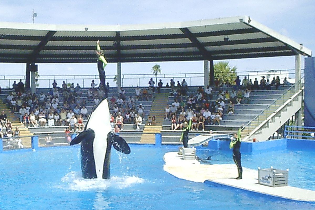 Lolita Orca tertua yang hidup di penangkaran. Foto ini diambil tahun 2006, saat pertunjukan orca di Miami Seaquarium. Lolita, spesies paus pembunuh ini dilaporkan mati pada 19 Agustus 2023, sebelum sempat dikembalikan ke rumahnya yang baru.
