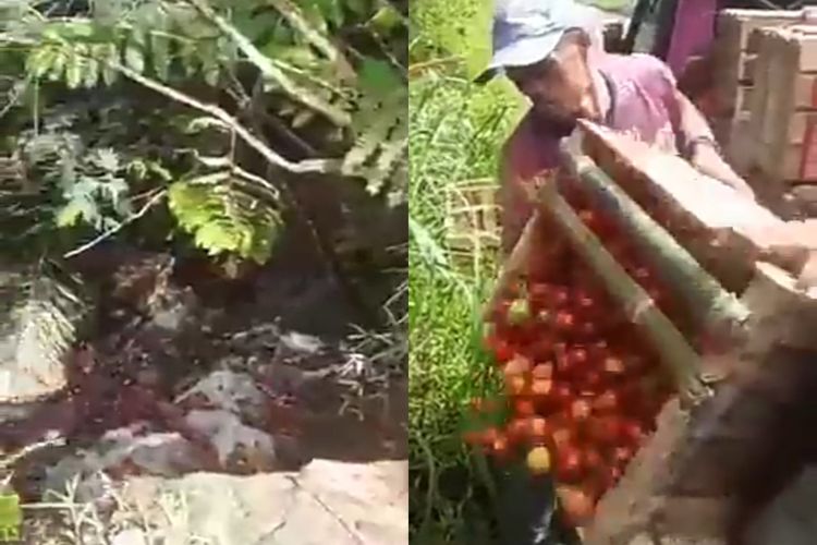 Kolase bidik layar video pembuangan tomat yang viral di media sosial, Minggu (22/1/2023).