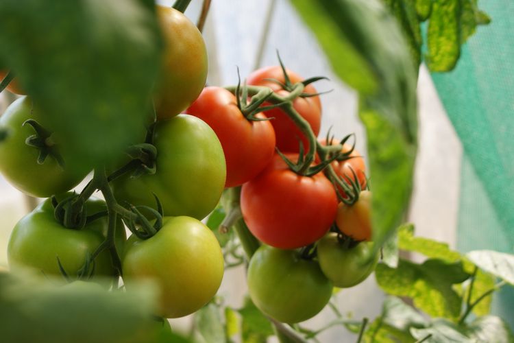 Ilustrasi tanaman tomat, tanaman buah tomat.
