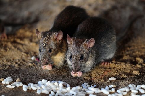 Cara Ampuh Agar Mobil Tak Jadi Sarang Tikus