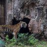 Ragunan Buka untuk Warga Jakarta, Simak 5 Tips Berkunjung ke Sana