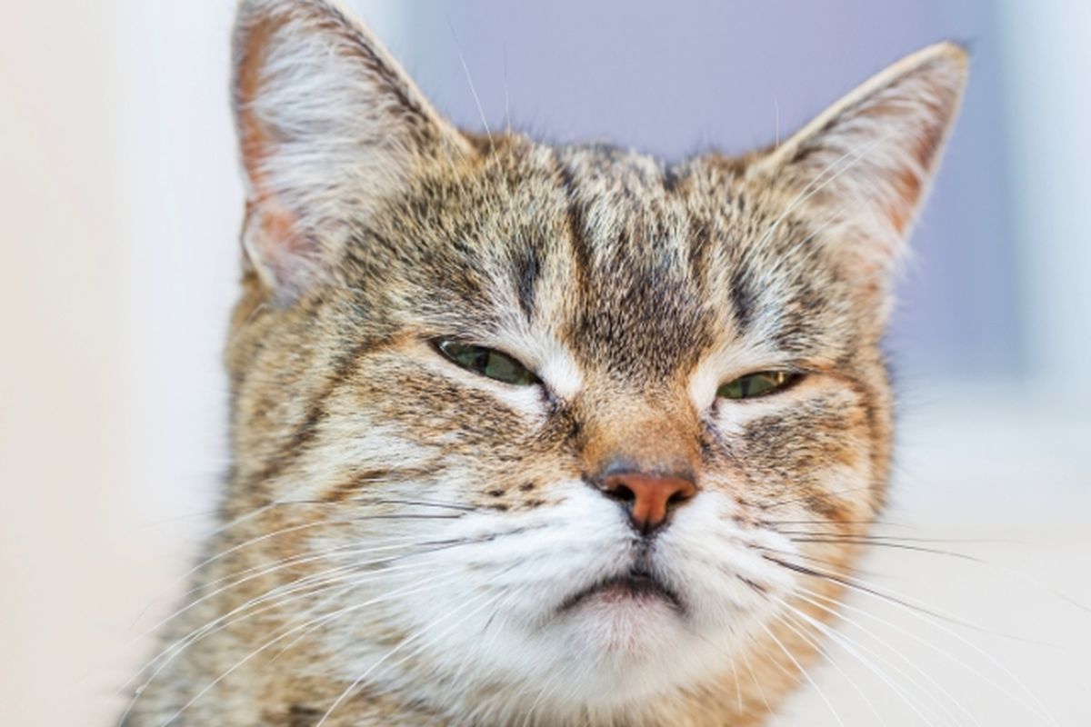 ilustrasi kucing. Menurut sebuah penelitian baru, kucing rumahan dapat membedakan pemiliknya dan orang lain dari bau tubuh mereka,