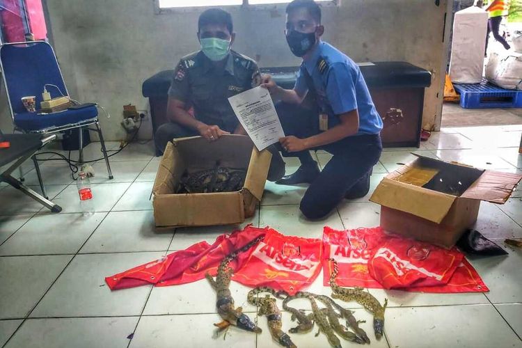 Petugas Bandara Internasional Sultan Syarif Kasim II Pekanbaru, Riau dan petugas BBKSDA Riau membuka paket kiriman penyeludupan anak buaya muara (Crocodilus porosus).