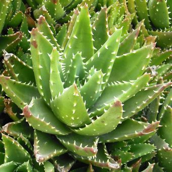 Ilustrasi tanaman lidah buaya jenis Aloe brevifolia.