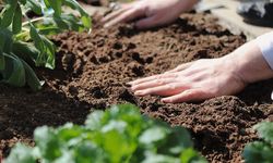 Mikroba Tentukan Masa Depan Iklim, Bisa Lepaskan Karbon Purba