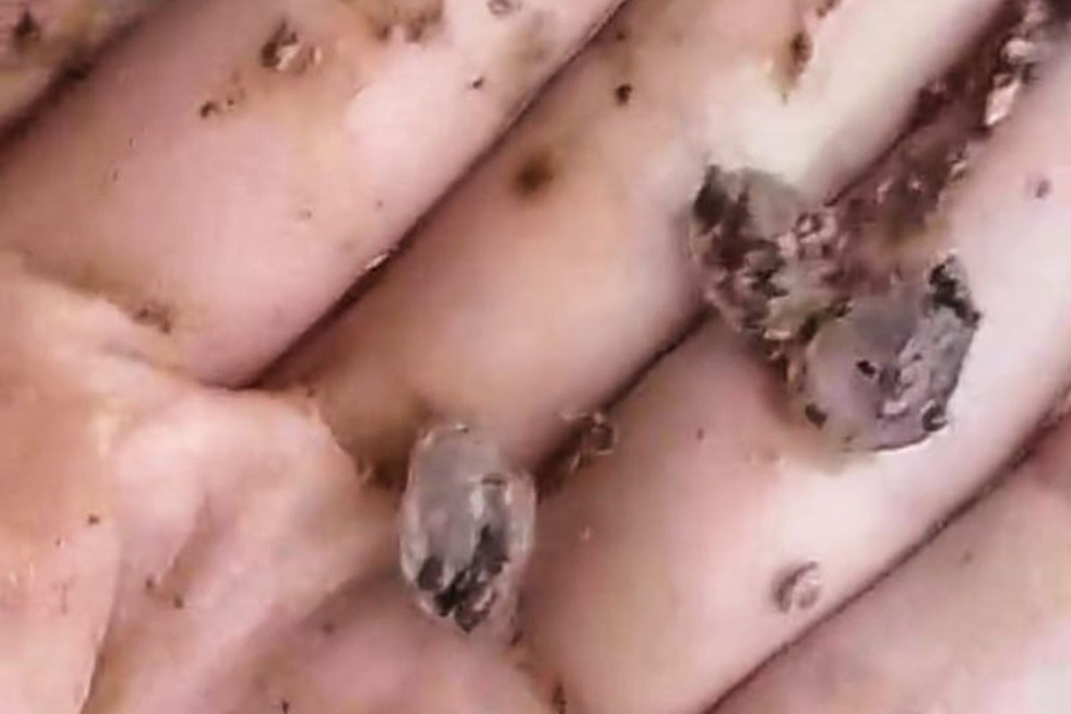 Warga menunjukkan es yang melanda Dusun Ciherang, Desa Cijangkar, Kecamatan Nyalindung, SUkabumi, Jumat (1/11/2024).