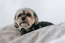 Alasan Anjing Peliharaan Suka Membangunkan Pemiliknya pada Pagi Hari