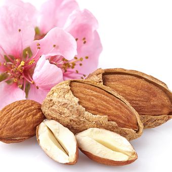 Ilustrasi almond