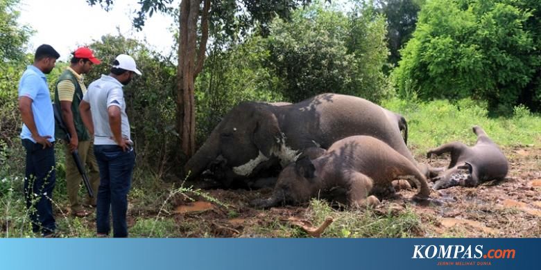Download 8200 Gambar Gajah Yang Belum Diwarnai Terbaru HD