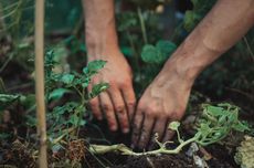 Ada 50.879 Petani Milenial di NTT Gunakan Teknologi Digital