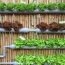 Indonesia’s Agriculture Sector Blossoms during Coronavirus Pandemic