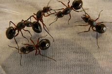 Cara Membasmi Semut Secara Alami