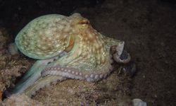 Separuh Moluska Dunia Terancam Punah, Dampak Penambangan Laut Dalam