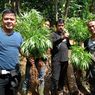 7 Fakta Penemuan 10 Hektar Ladang Ganja di Cianjur
