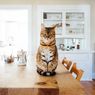 6 Benda Rumahan yang Bisa Meracuni Kucing Kesayangan