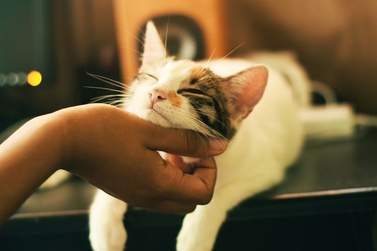 Ilustrasi kucing sedang dielus