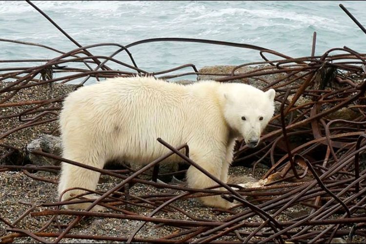Salah seekor beruang kutub yang mengepung sebuah desa di Rusia.
