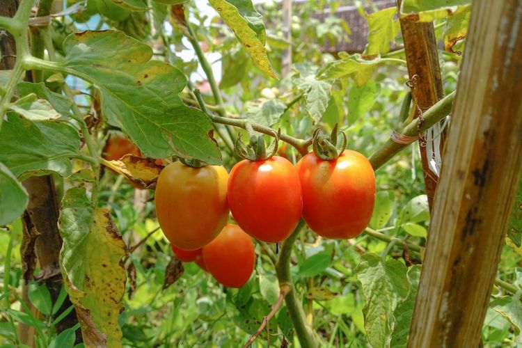 Ilustrasi tanaman tomat, menanam tomat. 