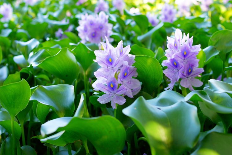 Ilustrasi bunga eceng gondok atau water hyacinth. 