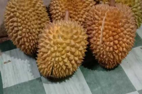 Di Daerah Mana Penghasil Durian Terbanyak di Indonesia?