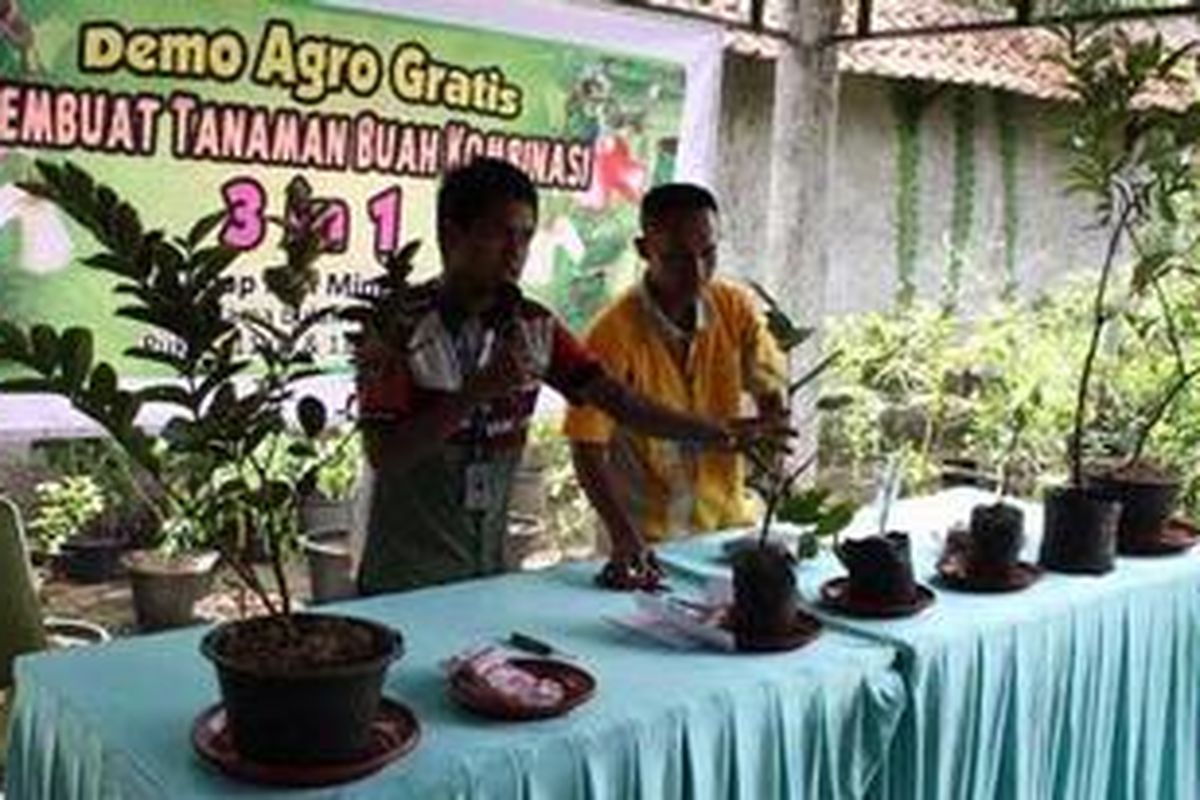 Demo membuat tanaman buah komninasi 3 in 1 di Taman Wisata Mekarsari, Bogor.