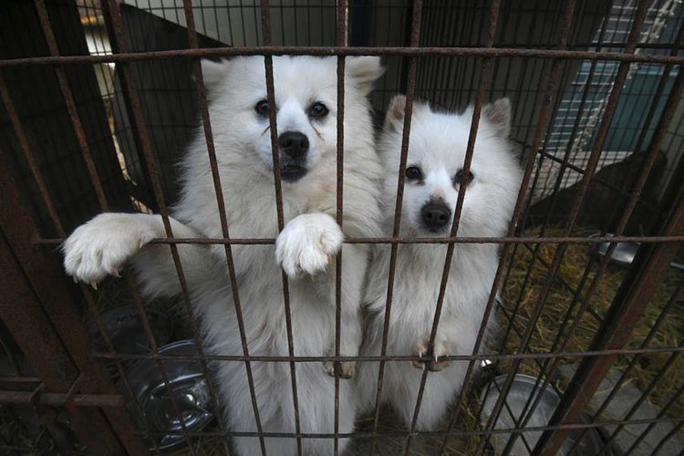 Dua ekor anjing ditempatkan di kandang, di peternakan di Hongseong, Korea Selatan, yang akan ditutup.