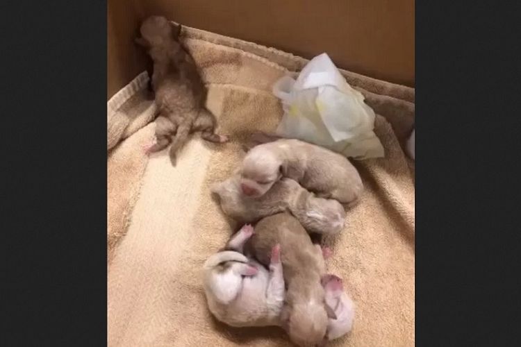 Beberapa anak anjing yang ditemukan itu baru berusia tiga hari.