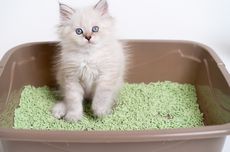 6 Tips agar Kotak Kotoran Kucing Tidak Bau
