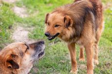 Kenapa Anjing Menggonggong ke Anjing Lain? Ini 5 Penyebabnya