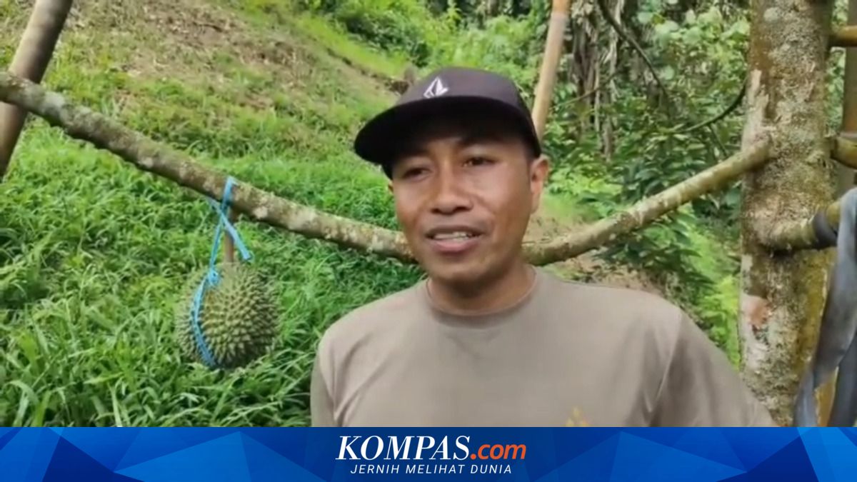 Polisi Polman Sulap Bukit Tandus Jadi Kebun Durian Premium Bernilai Ratusan Juta Rupiah