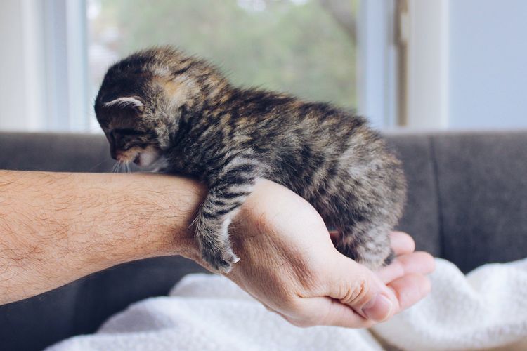 Mengapa tidak boleh menyentuh anak yang kucing baru lahir?