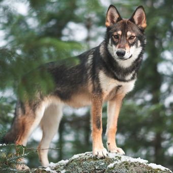 Ilustrasi anjing Saarloos wolfdog