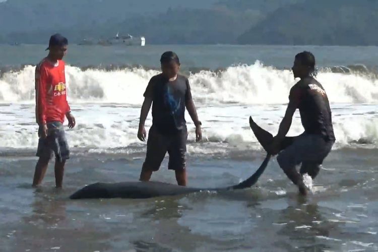 Warga berupaya menyelamatkan ikan lumba-lumba yang terdampar di Pantai Sidem Kecamatan Besuki Kabupaten Tulungagung Jawa Timur,Minggu (05/09/2021).