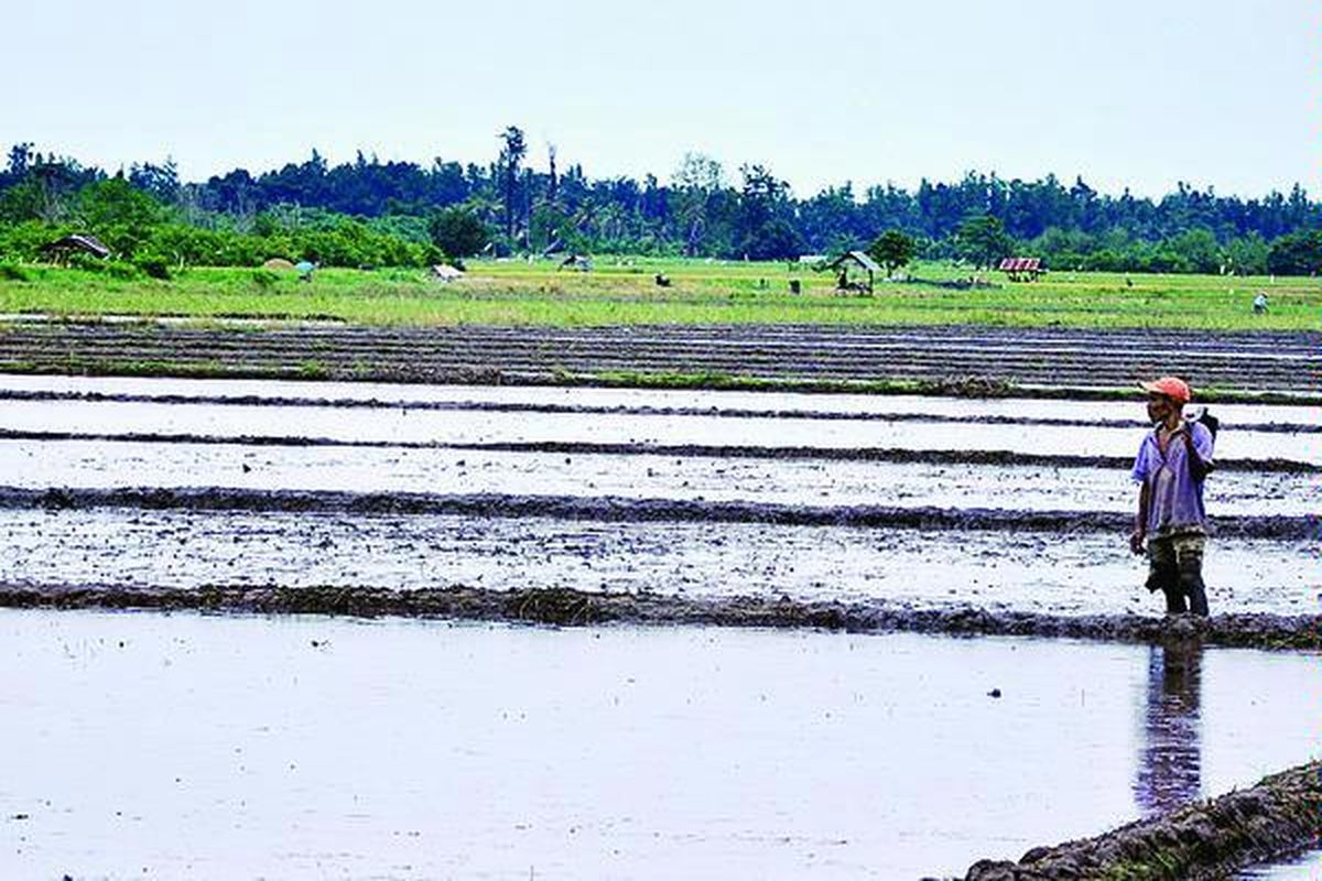 Petani di Parigi Moutong, Sulawesi Tengah, sedang mengerjakan sawah. Di daerah ini  keberadaan transmigran bukan hanya membuat sektor pertanian berkembang, tetapi juga membantu berkembangnya ekonomi masyarakat, termasuk tumbuhnya usaha dagang dan jasa. Parigi Moutong menjadi salah satu pemasok terbesar beras untuk Bulog Sulteng dengan surplusnya yang mencapai 100.000 ton per tahun.