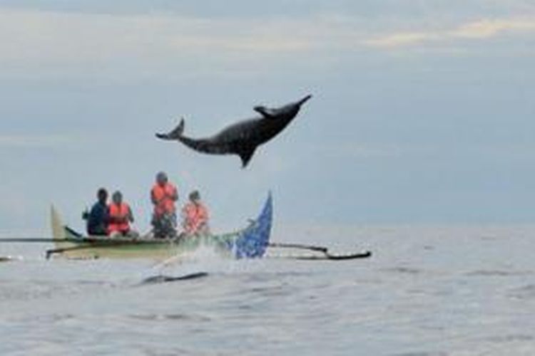 Lumba-lumba di Teluk Kiluan, Lampung.