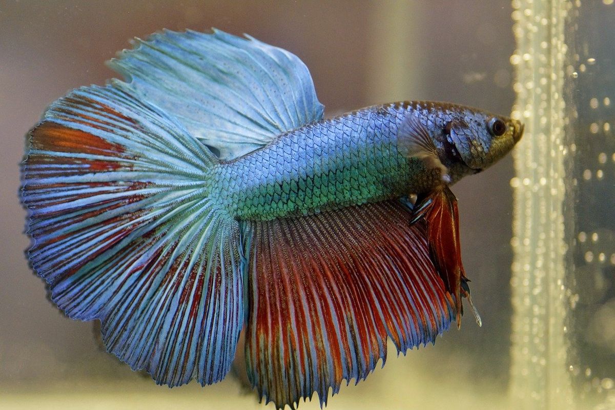 Betta (ikan cupang) bisa jadi salah satu ikan yang menghiasi akuarium aquascape.