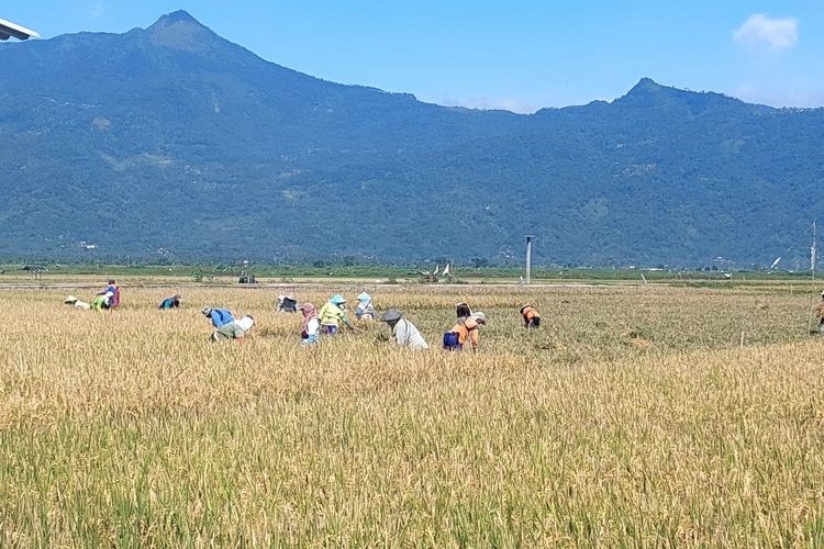 Anggota Gapoktan Desa Candirejo memanen padi yang menggunakan pupuk kandang, Rabu (3/7/2024).