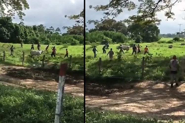 Potongan rekaman video menunjukkan sekelompok orang mengelilingi sapi. Aksi itu terjadi di Venezuela yang sedang dilanda krisis pangan.
