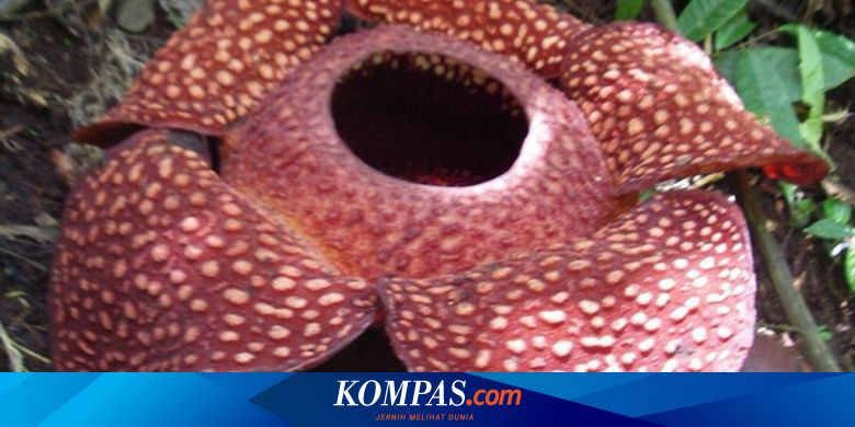 Sejarah Penemuan Bunga Rafflesia Arnoldii Begini Ceritanya Halaman All Kompas Com