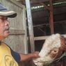 Wabah PMK Ancam Peternak Blora, Harga Sapi Merosot Drastis